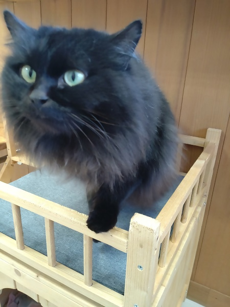 黒飼い主募集猫メス猫