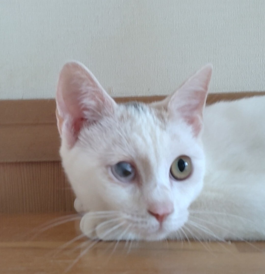 三毛猫5か月