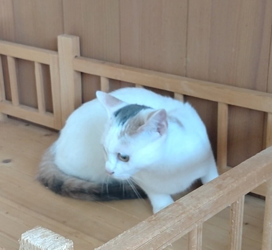 三毛猫5か月2