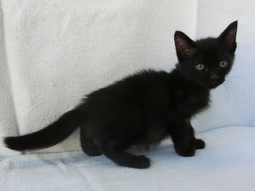 飼い主募集猫雄黒3か月齢