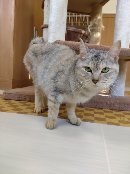 サビ飼い主募集雌成猫