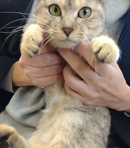 飼い主募集雌サビ成猫