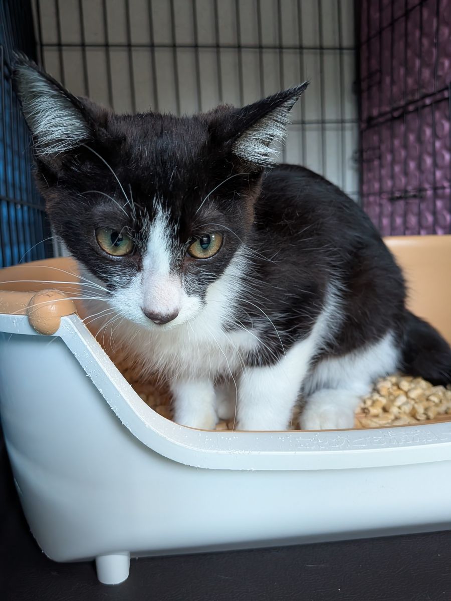 白黒子猫