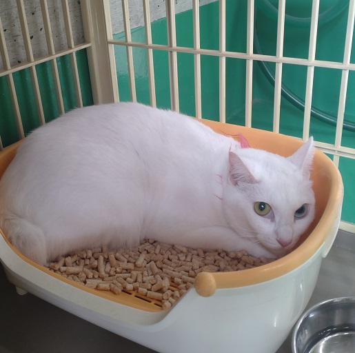 よんちゃん