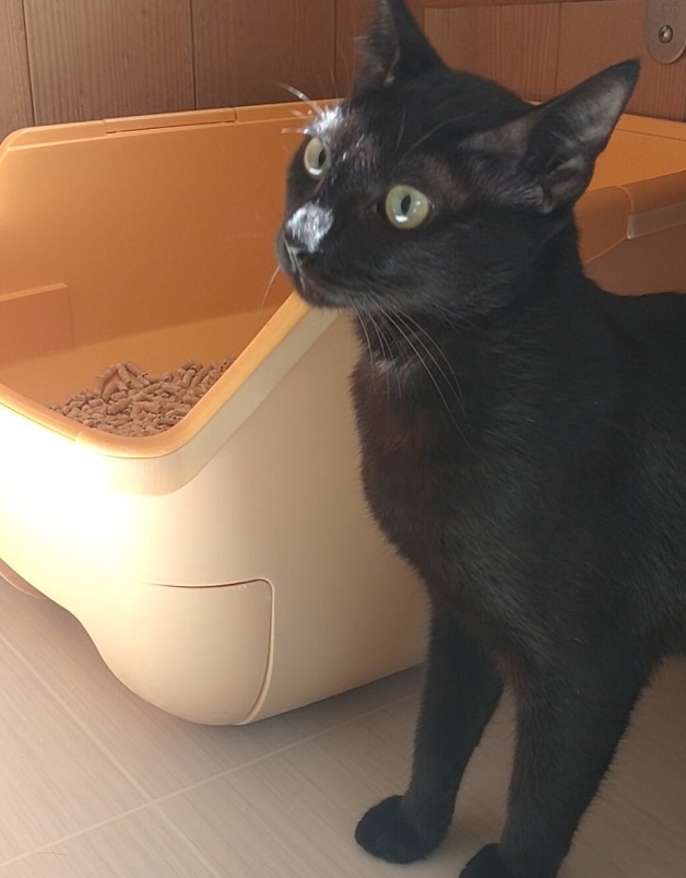 しょっぴー
