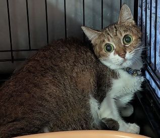 飼い猫黒キジ白