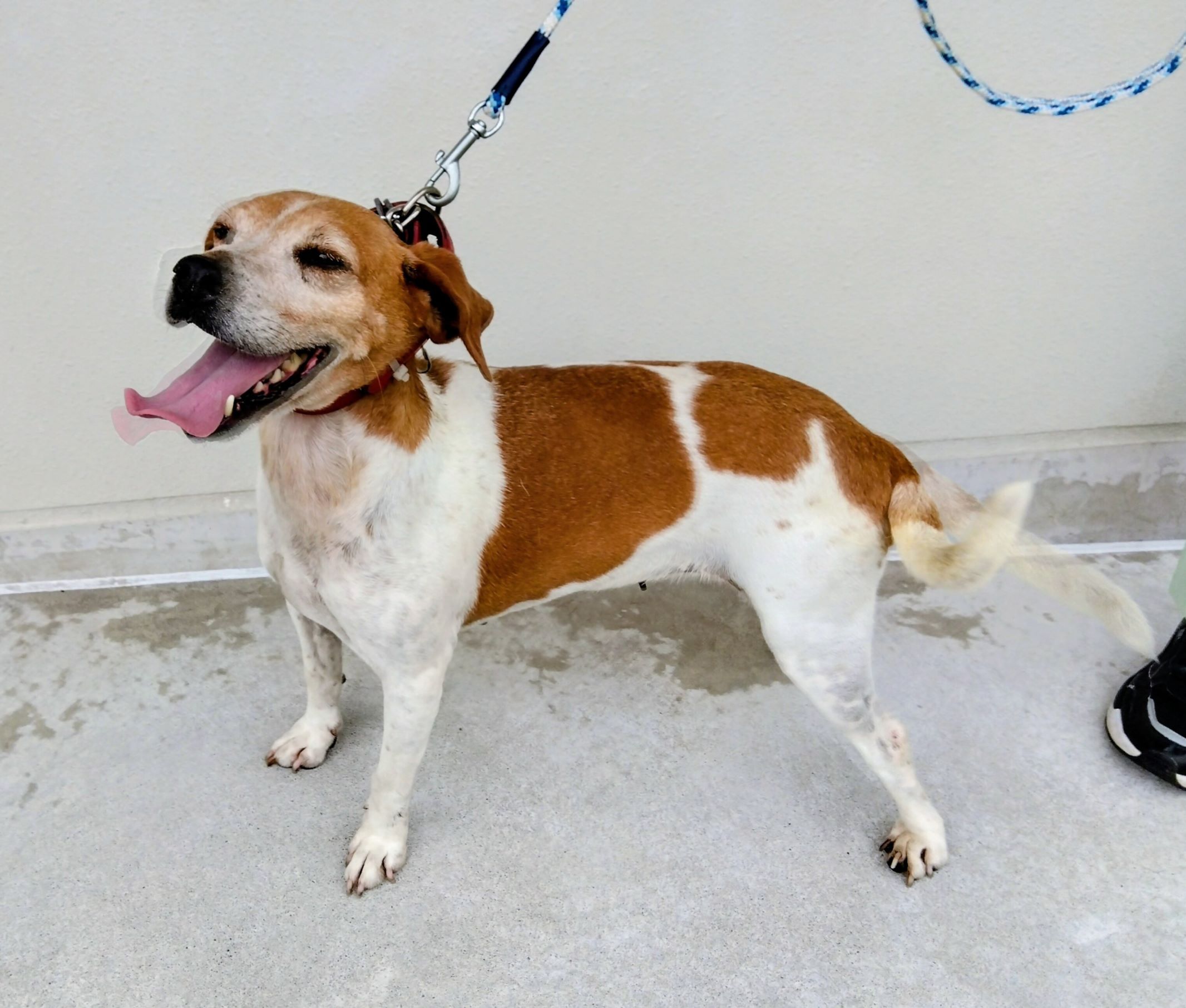 吉野町迷い犬6月28日ビーグル