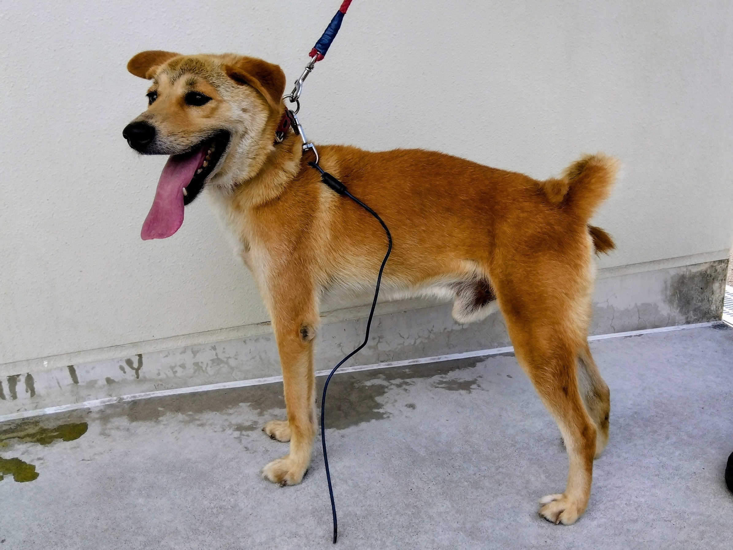 吉野町迷い犬7月29日雑種