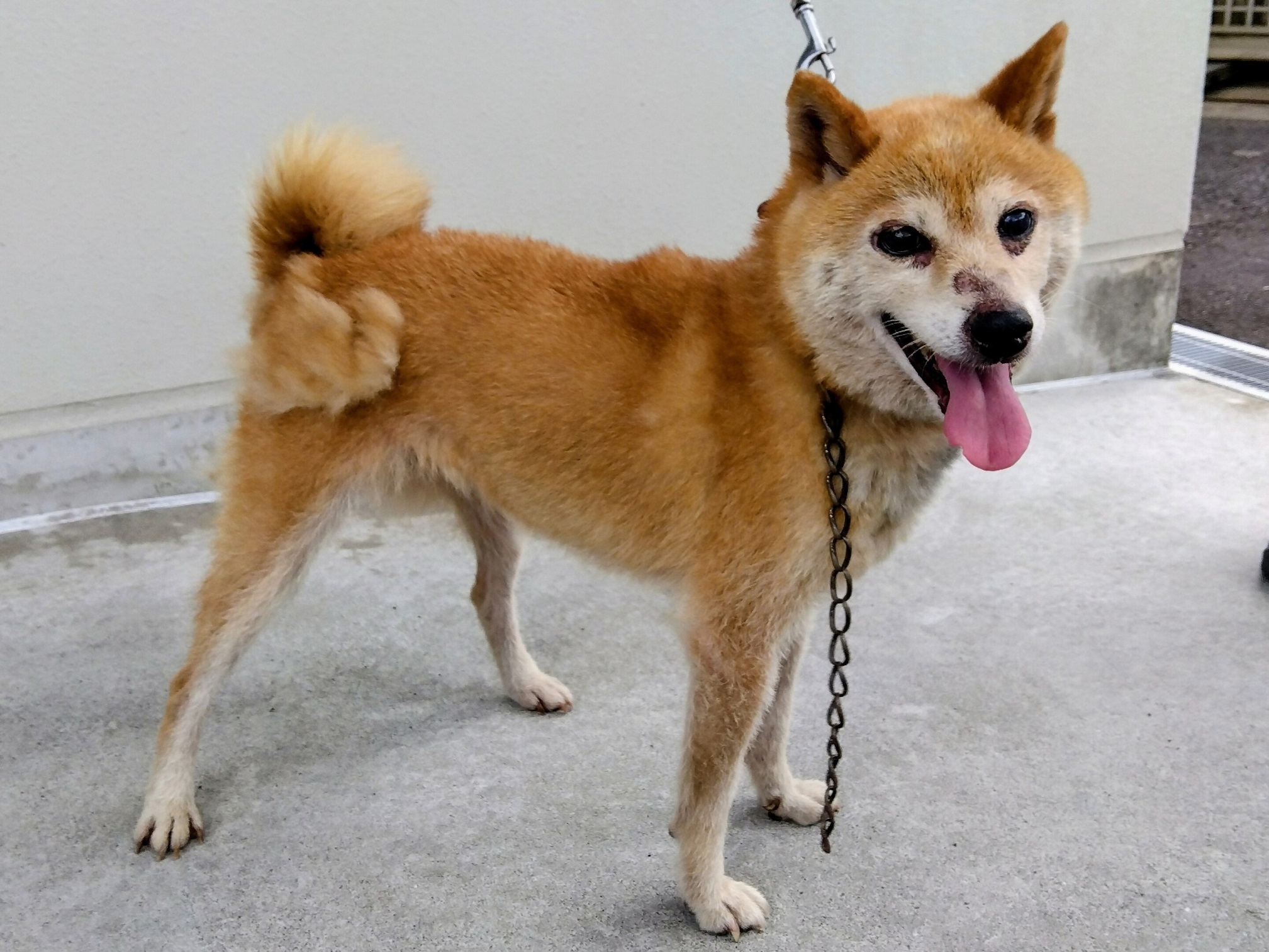宇宿6丁目迷い犬7月24日雑種