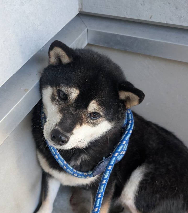 迷い犬6歳黒白柴