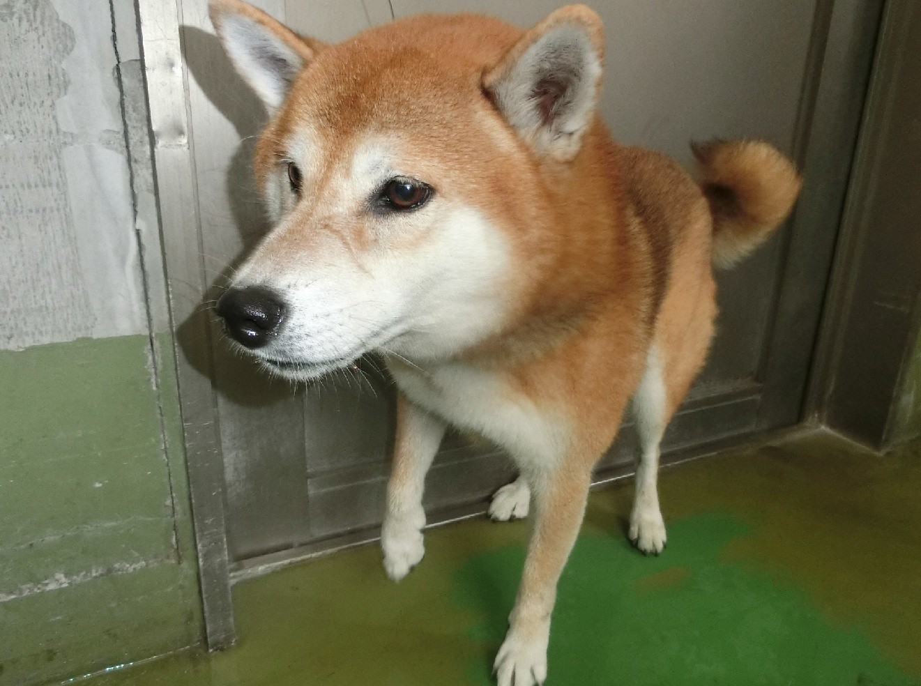 柴犬雄茶5歳