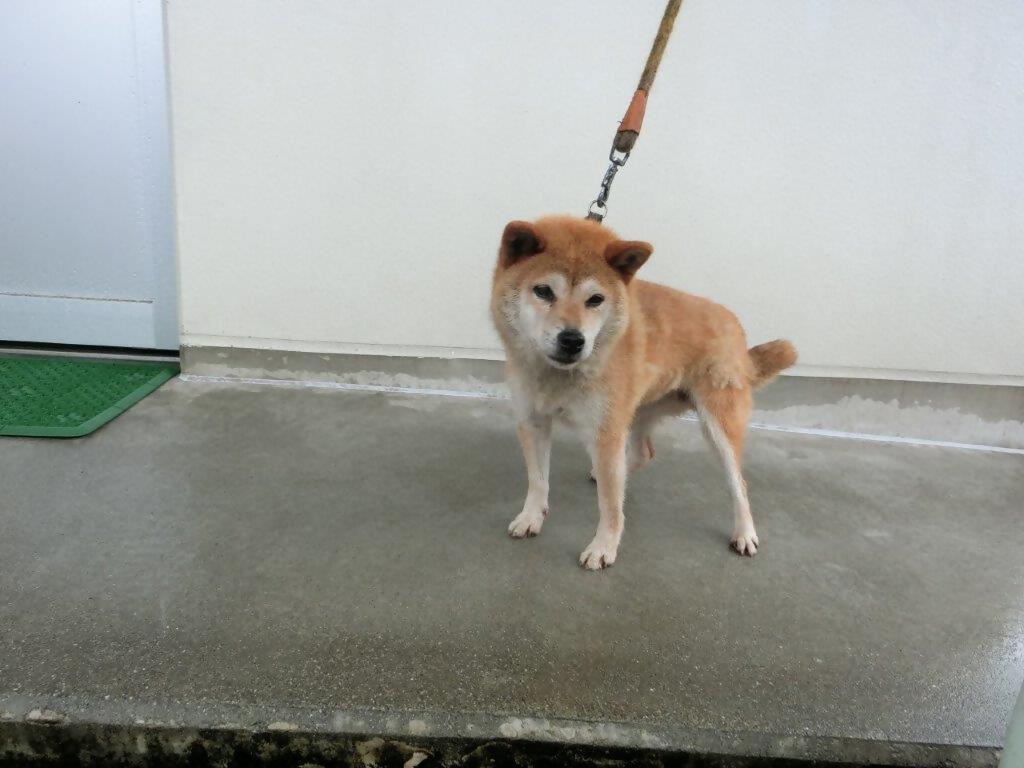 迷い犬郡山岳柴