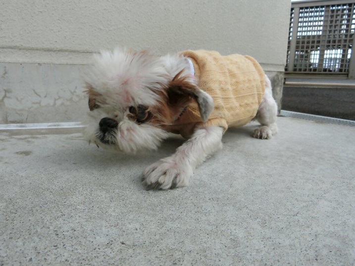 迷い犬荒田2丁目雑種雌