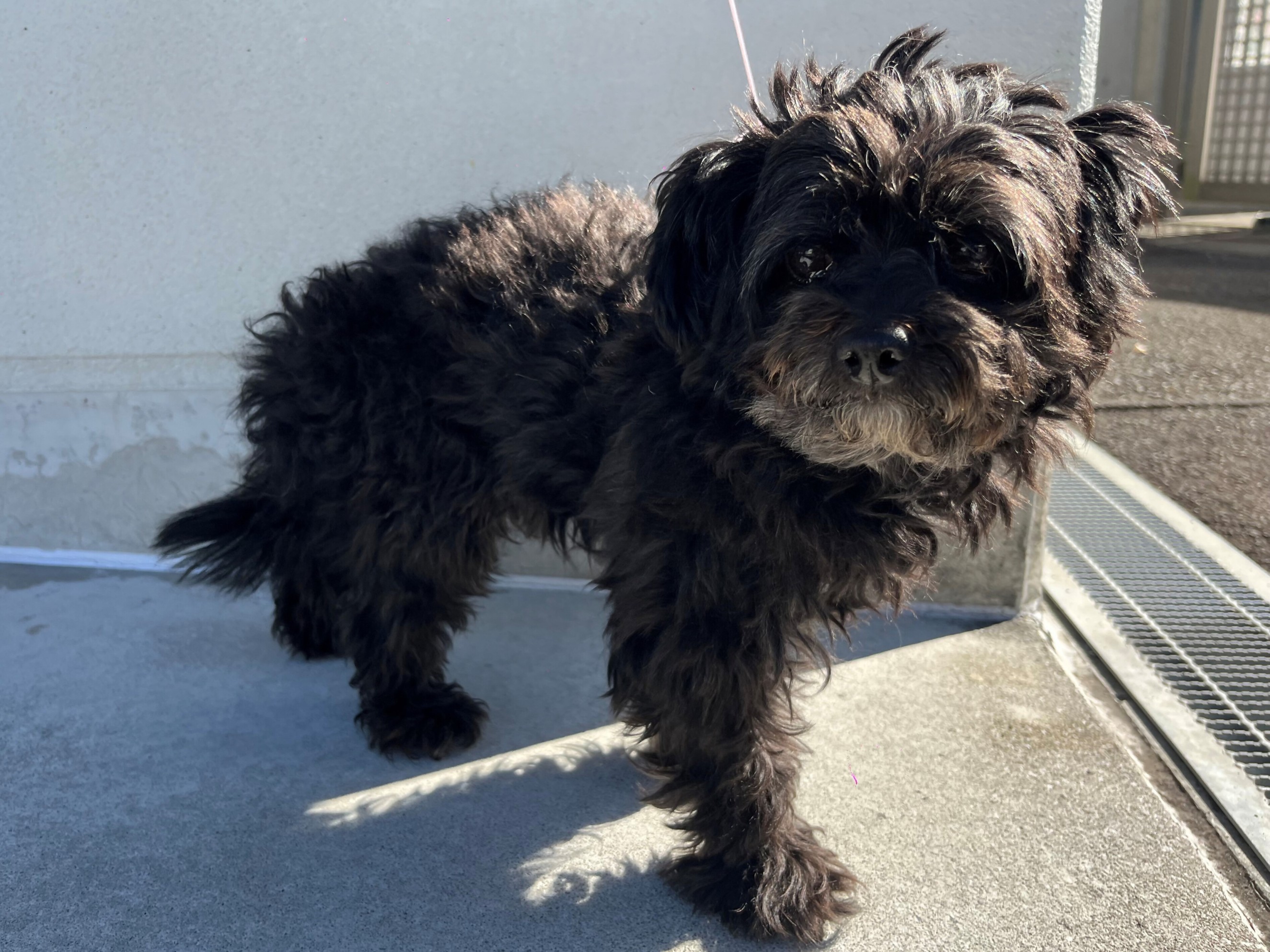 迷い犬5歳黒雑種