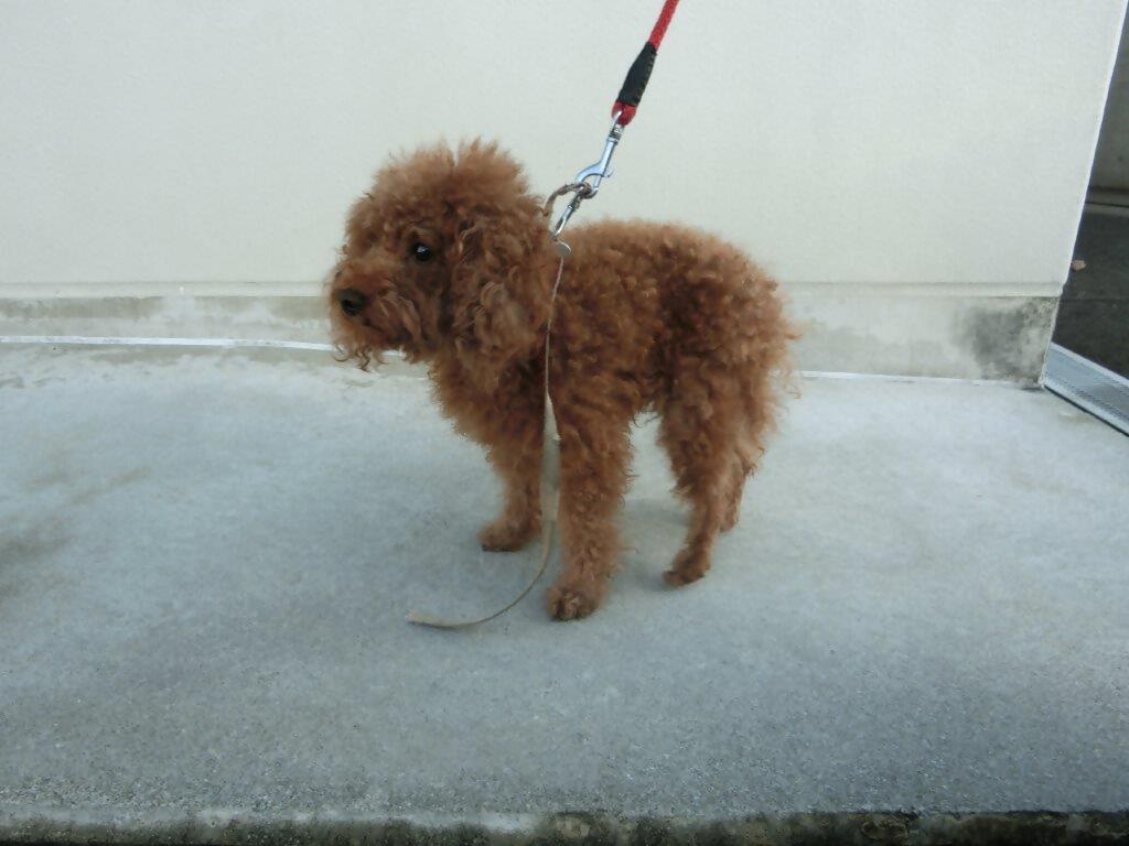 迷い犬坂之上三丁目トイプードル
