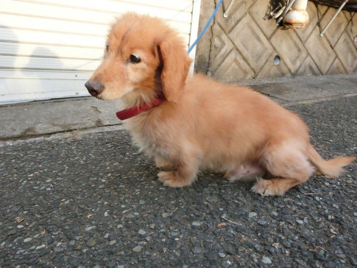 迷い犬10歳茶ダックス