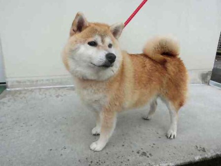 公示犬261368