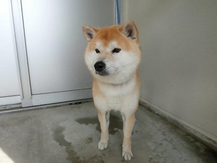 坂之上3丁目迷い犬4月30日柴