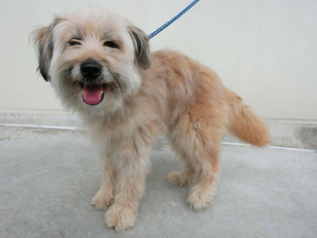 迷い犬茶色テリア系雌4歳