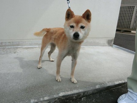 犬迫町町迷い犬9月12日柴