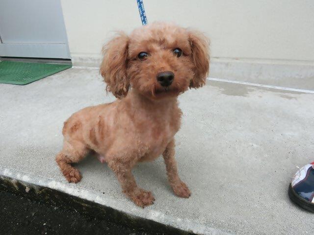 伊敷台7丁目迷犬トイプードル