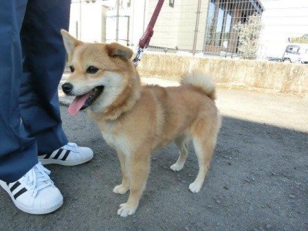 迷い犬5歳茶柴雑種