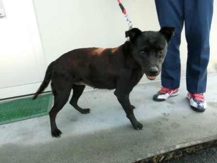 迷い犬1歳黒雑種