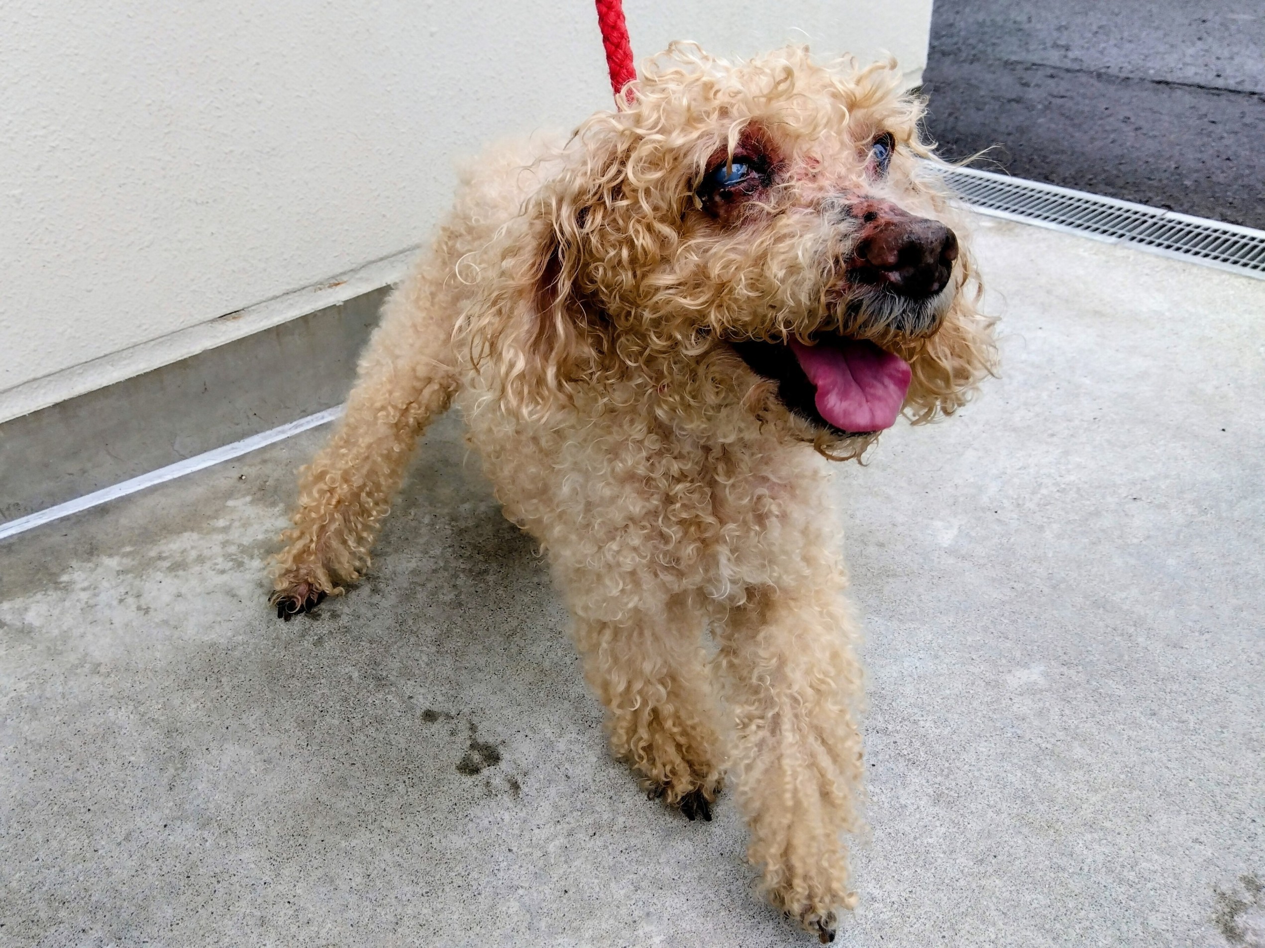 新屋敷町トイプードル迷犬