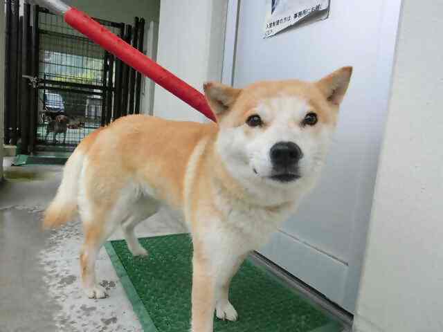 喜入生見町迷犬