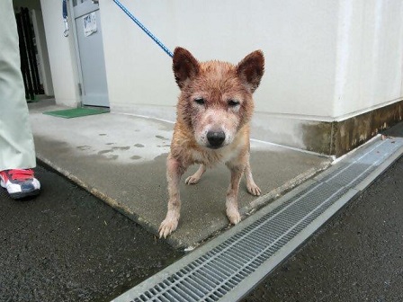 東谷山1丁目迷い犬7月11日雑種