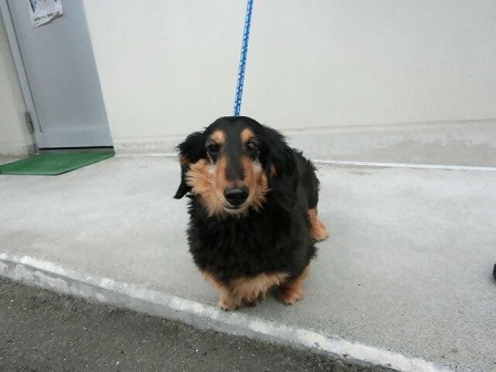 岡之原町迷い犬4月22日ダックス