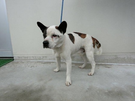 郡山町迷い犬4月25日雑種