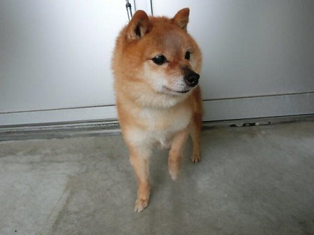 常盤1丁目迷い犬4月28日柴