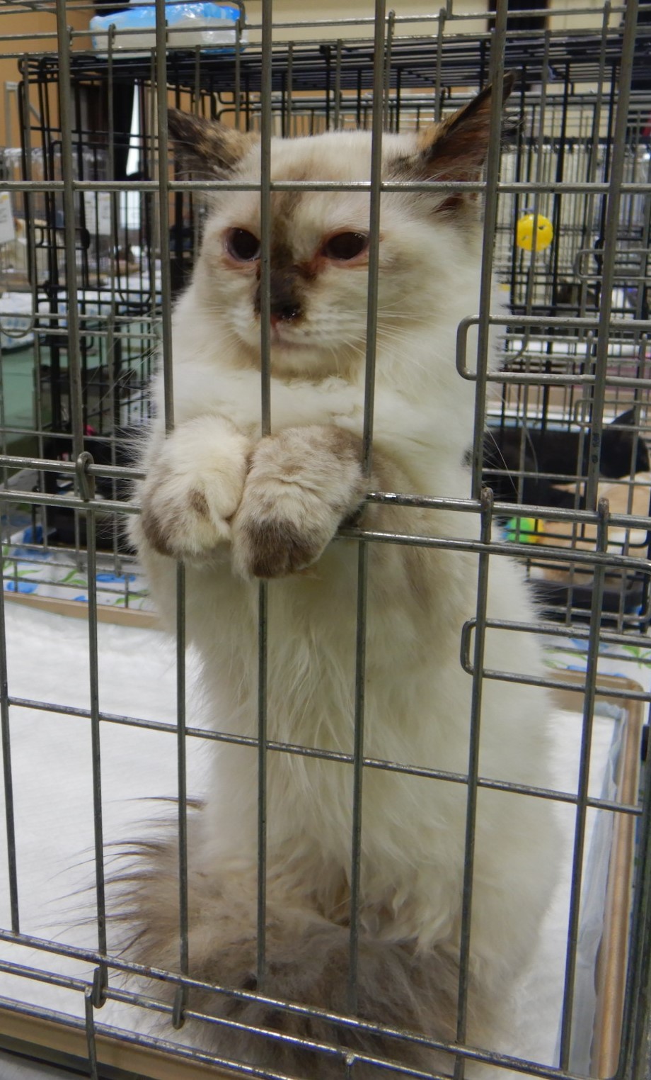 猫4