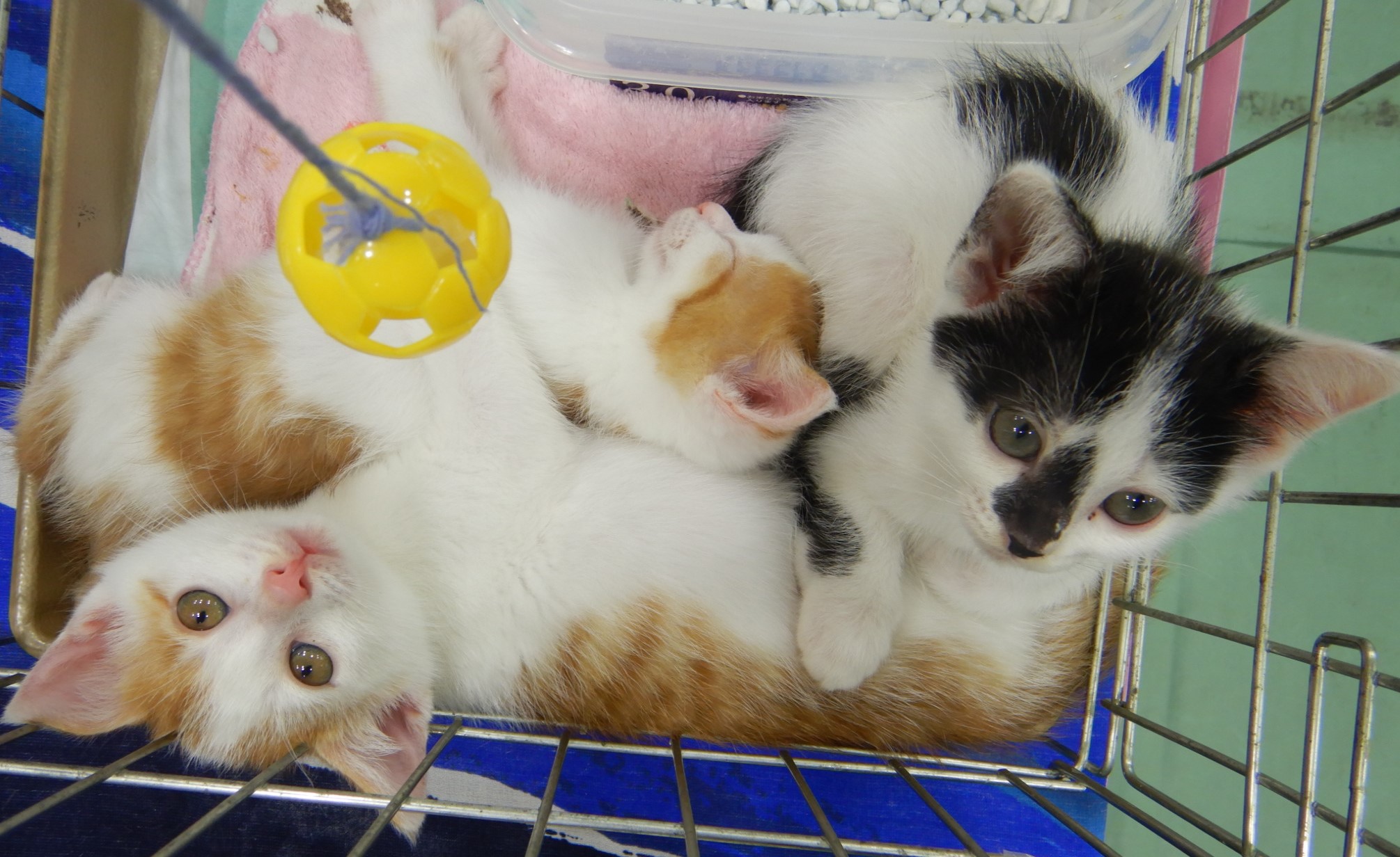 猫5
