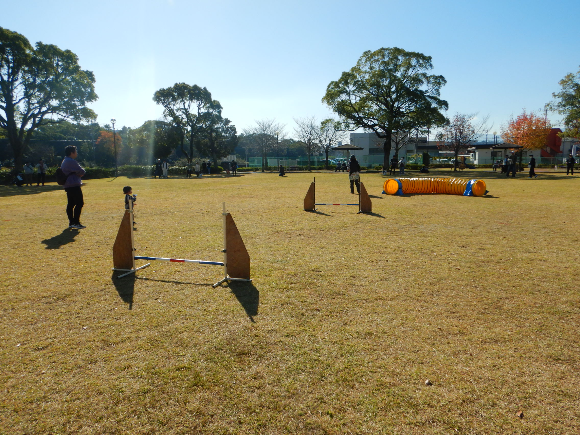 しつけアジリティ1