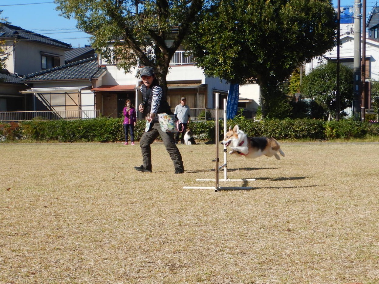 しつけアジリティ2