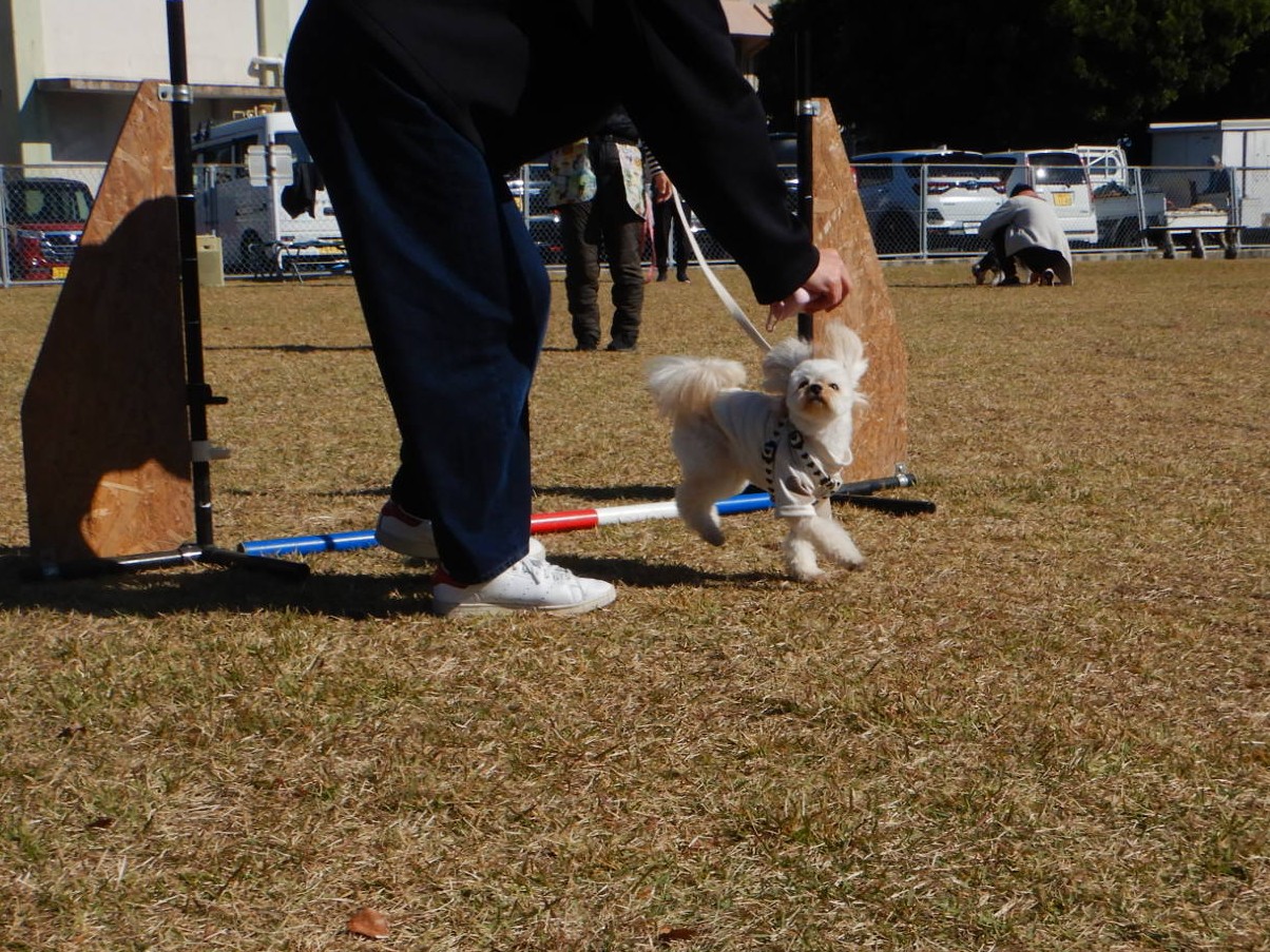 しつけアジリティ4