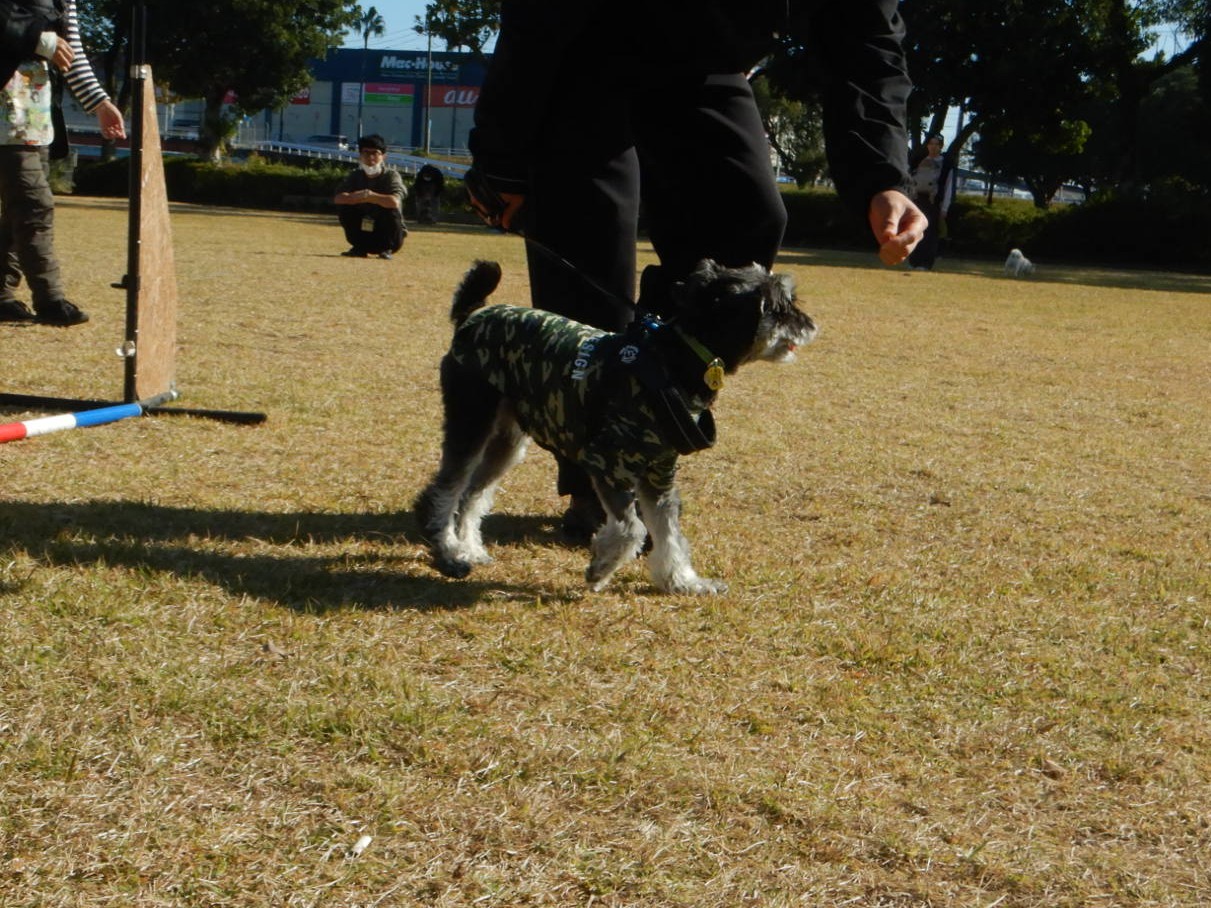 しつけアジリティ5