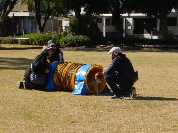 しつけアジリティ7