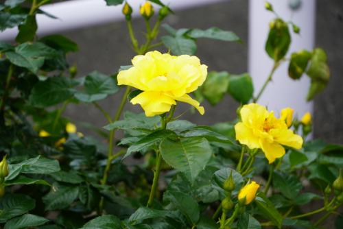 bara9