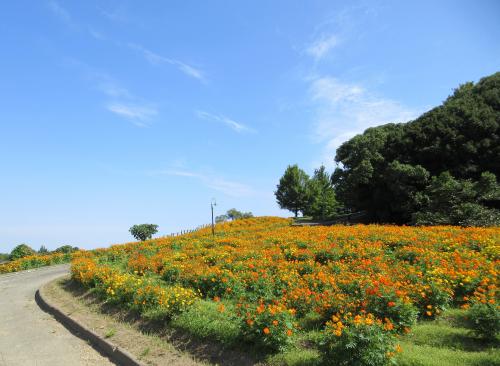 コスモス（錦江湾公園）｜鹿児島市