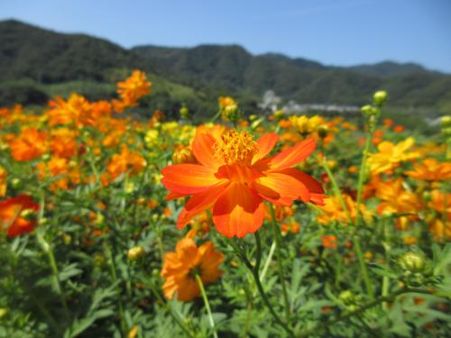 コスモス（錦江湾公園）｜鹿児島市