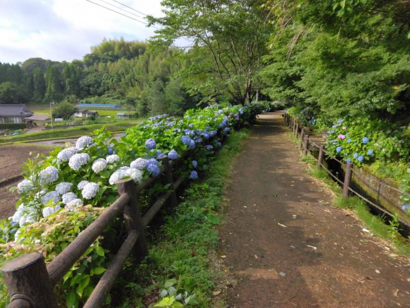 関吉のアジサイロード桜並木を主とした自然の景観で彩る下田町