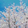 桜島町の町花の桜