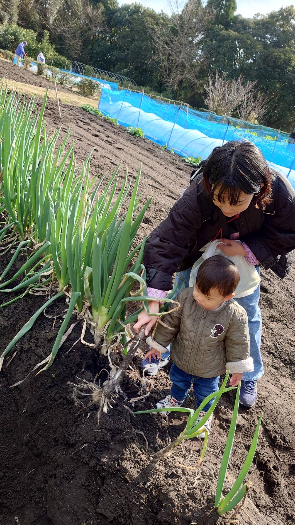 野菜収穫2