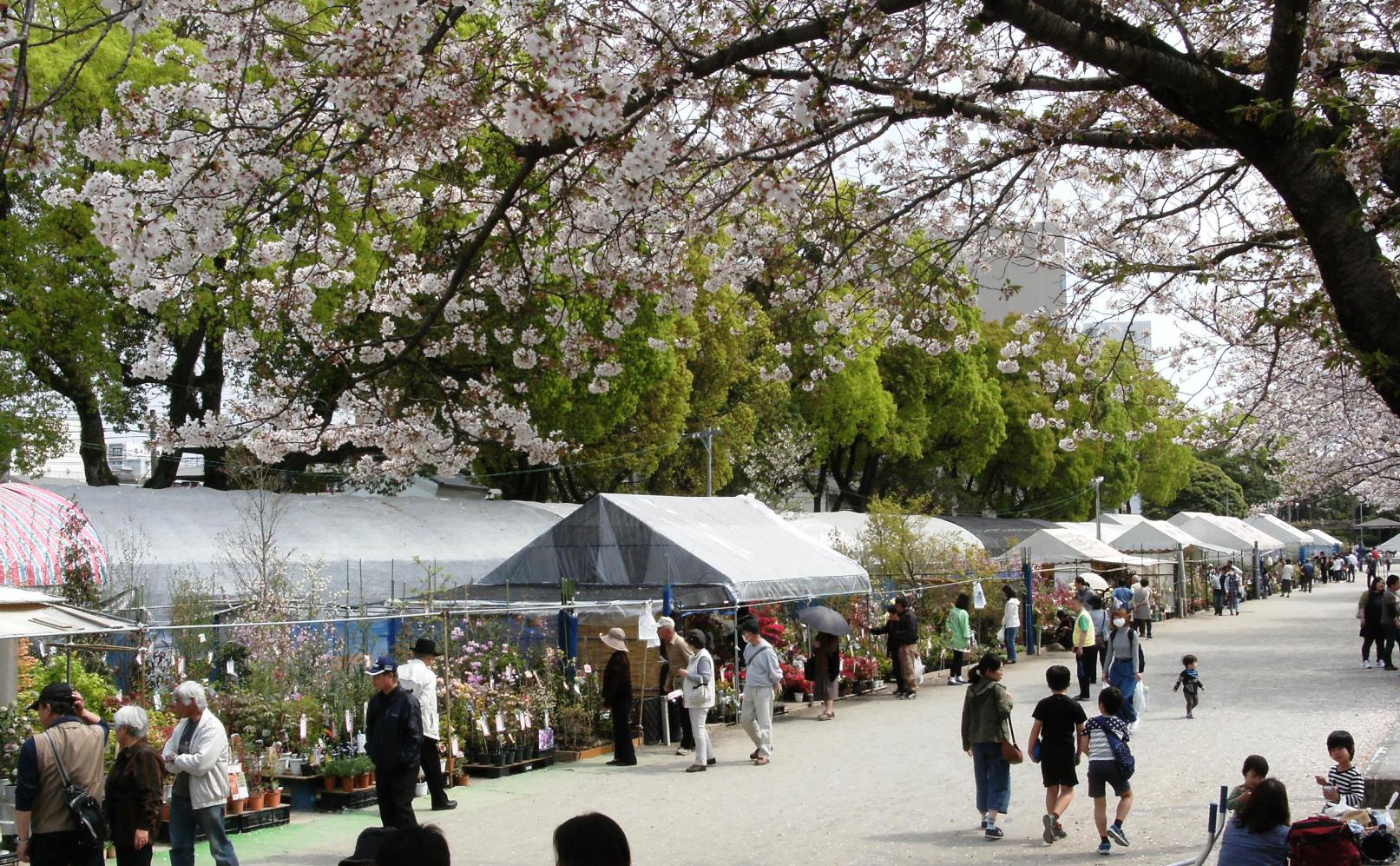 かごしまの木市 鹿児島市