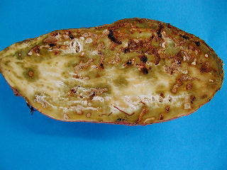 アリモドキゾウムシによるサツマイモの被害