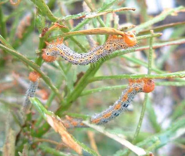 イヌマキの害虫 キオビエダシャク に注意 鹿児島市