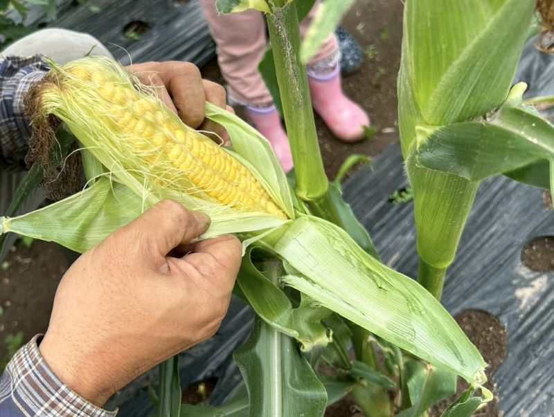 とうもろこし